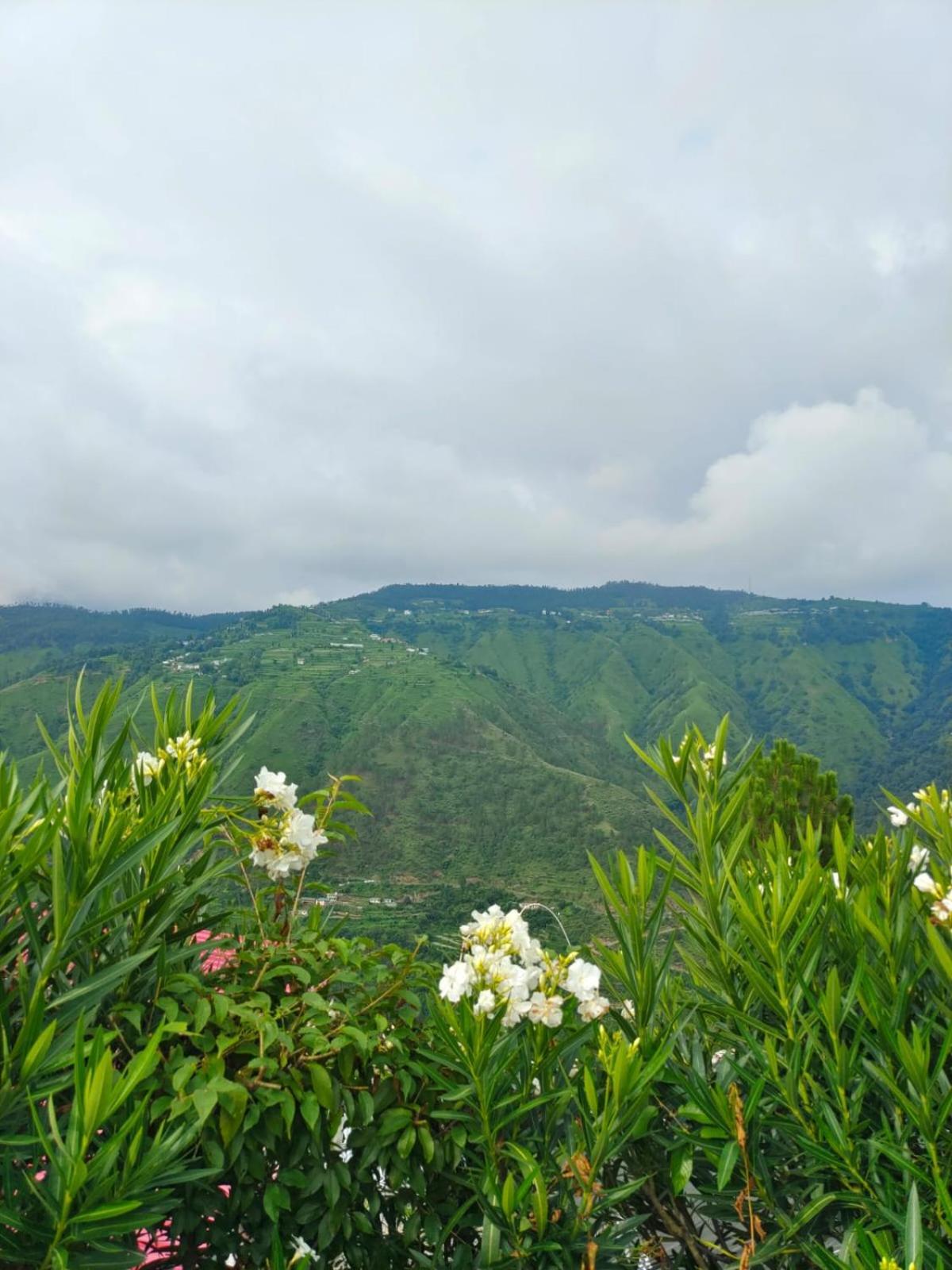 Little Heart Resort Chail Exterior photo